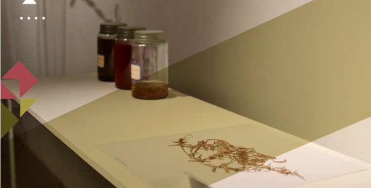 banner-expedicion-n4